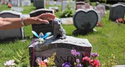 被称为“灰色产业”的宠物殡葬行业，为何被那麼多人看好!