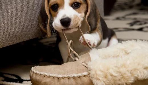 狗狗喜欢乱咬拖鞋该怎么办呢？