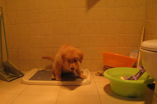 一个月大的狗狗怎么训练上厕所