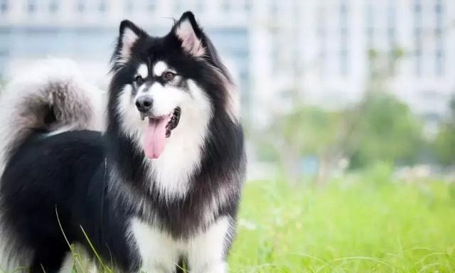 阿拉斯加雪橇犬犬瘟症状 感染犬瘟的症状表现