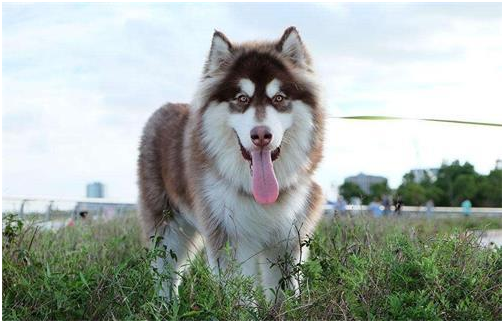 阿拉斯加雪橇犬病症 几种常见的狗狗病症