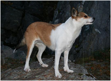 挪威伦德猎犬的养护常识 注意疾病预防